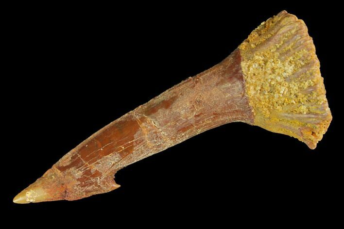 Fossil Sawfish (Onchopristis) Rostral Barb - Morocco #145589